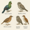 dessine moi des touracos des aegothles et des msites (oiseaux) d'espces diffrentes en couleurs sur fond clair en format 1024*1024 et leurs noms scientifique seulement.