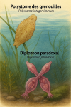 Illustration of Polystoma integerrimum (Polystome des grenouilles) and Diplozoon paradoxum (Diplozoon paradoxal) in action in their natural habitat, labeled with both French and scientific names, in 1025x1536 format