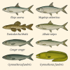 dessine moi 6 Elopomorphes (poissons) d'espces diffrentes en couleurs sur fond clair en format 1024*1024 et leurs noms scientifique seulement.