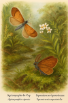 Illustration d'une Agrionymphe du Cap (Agrionympha capensis) et d'une Squamicorne équatorienne (Squamicornia aequatoriella) en action dans leur habitat naturel, avec leurs noms français et scientifiques visibles