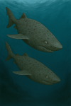 un couple de Requin du Groenland (Somniosus microcephalus) dans leur habitat naturel