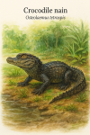 Crocodile nain (Osteolaemus tetraspis) en action dans son habitat naturel, format 1025x1536, avec noms français et scientifique