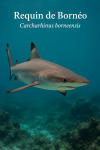Carcharhinus borneensis (Requin de Borno) en action dans son milieu naturel, avec les noms 'Requin de Borno' et 'Carcharhinus borneensis' visibles dans l'image