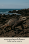 Draw a Galápagos marine iguana (Amblyrhynchus cristatus) in action within its natural habitat, showcasing its unique features and behaviors.