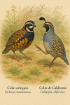 dessine moi un Colin arlequin (Cyrtonyx montezumae) et un Colin de Californie (Callipepla californica) en action dans leur milieu naturel dans un format de 1025*1536 avec leurs noms Français et scientifique