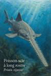 Pristis zijsron (Poisson-scie  long rostre) en action dans son milieu naturel, avec son nom franais et scientifique visible
