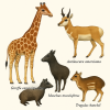 dessine moi 1 girafe 1 pronghorn 1 porte-musc 1 chevrotain (mammifres) en couleurs sur fond clair en format 1024*1024 et leurs noms scientifique seulement.