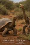 Une Tortue de Pinzón (Chelonoidis duncanensis) et une Tortue de l'île Espanola (Chelonoidis hoodensis) en action dans leur milieu naturel, illustrées dans un format vertical 1025x1536, avec leurs noms français et scientifiques visibles dans l'image.