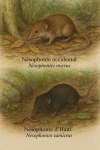 Illustration d'un Nesophontes micrus (Nésophonte occidental de Cuba) et d'un Nesophontes zamicrus (Nésophonte d’Haïti) en action dans leur milieu naturel. L'image doit inclure leurs noms français et scientifiques, et être au format 1025x1536.