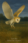 Draw a barn owl hunting in its natural habitat, including its scientific name (Tyto alba) and French name (Effraie des clochers)