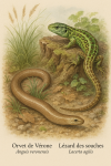dessine moi un Orvet de Vérone (Anguis veronensis ) et un Lézard des souches (Lacerta agilis) en action dans leur milieu naturel dans un format de 1025*1536 avec leurs noms Français et scientifique