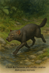 Atelocynus microtis — Chien des buissons aux oreilles courtes en action dans leur milieu naturel, avec les noms "Chien des buissons aux oreilles courtes" et "Atelocynus microtis" intégrés à l’image, format 1025x1536