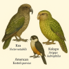 dessine moi un kea et un kakapo (oiseaux) en couleurs sur fond clair en format 1024*1024 et leurs noms scientifique seulement.