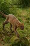 Herpailurus yagouaroundi — Le Jaguarondi en action dans son milieu naturel, avec son nom français et scientifique visible, format 1025x1536