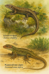 dessine moi un(e) Zootoca vivipara — Lézard vivipare
Psammodromus algirus — Psammodrome algire
en action dans leur milieu naturel dans un format de 1025*1536 avec leurs noms Français et scientifique
