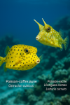Draw a Yellow Boxfish (Ostracion cubicus) and a Longhorn Cowfish (Lactoria cornuta) in action in their natural habitat, with their French and scientific names displayed.