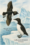 Mergule nain (Alle alle) et Guillemot de Brünnich (Uria lomvia) en action dans leur habitat glacial, format 1025x1536, avec leurs noms français et scientifiques visibles