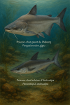 dessine un Poisson-chat géant du Mékong (Pangasianodon gigas) et un Poisson-chat baleine d’Atahualpa (Paracetopsis atahualpa) en action dans leur milieu naturel avec leurs noms Français et scientifique
