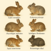 dessine moi 6 lagomorphes (Mammifres) d