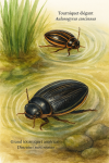 Dessine un Aulonogyrus concinnus (tourniquet élégant) et un Dineutus sublineatus (grand tourniquet américain) en action dans leur milieu naturel. L'image doit être au format 1025x1536 et inclure leurs noms en français et en latin.