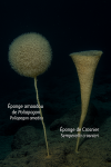 Poliopogon amadou (Éponge amadou de Poliopogon) et Semperella crosnieri (Éponge de Crosnier) en action dans leur milieu naturel, illustrés dans un format 1025x1536 avec leurs noms français et scientifiques visibles