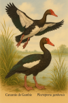 Illustration of a pair of Spur-winged Geese (Plectropterus gambensis) in action in their natural habitat. The scene should depict the couple engaging in typical behavior such as foraging, walking, or flying, surrounded by wetland or savanna vegetation. Include their French and scientific names clearly labeled in the image.