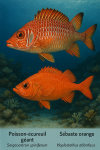 Draw a giant Squirrelfish (Sargocentron spiniferum) and an Orange Roughy (Hoplostethus atlanticus) in action in their natural habitat, including their French and scientific names.