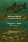 Draw a Brown Bullhead (Ameiurus nebulosus) and a Spined Loach (Cobitis taenia) in action in their natural habitat, with their French and scientific names displayed.