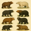 dessine mo plusieurs ours