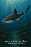 Carcharhinus obsoletus (Requin fantme de Chine) en action dans son milieu naturel, avec son nom franais et scientifique visible