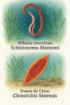 Illustration of Schistosoma mansoni (Bilharzie intestinale) and Clonorchis sinensis (Douve de Chine) in action within their natural habitats. The image should depict both parasites interacting with their environments, such as freshwater snails or fish, and include their French and scientific names clearly labeled. Format: 1025x1536.
