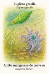 Euglena gracilis (Euglène gracile) and Naegleria fowleri (Amibe mangeuse de cerveau) depicted in their natural aquatic environment. The image should show Euglena with its flagellum and chloroplasts, and Naegleria in its amoeboid form, actively moving or feeding. Include both their French and scientific names in the image. Format: 1025x1536.