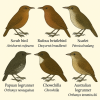 Dessine moi 6 Atrichornithoids (oiseaux) d'espces diffrentes en couleurs sur fond clair en format 1024*1024 et leurs noms scientifiques uniquement.