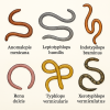 dessine moi 6 scolecophidias (reptiles) d'espces diffrentes sur fond clair en couleurs en format 1024*1024 et leurs noms scientifique