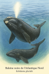 Baleine noire de lAtlantique Nord (Eubalaena glacialis) en action dans son milieu naturel, format 1025*1536 avec noms Franais et scientifique