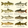 dessine moi 6 Siluriformes (poissons) d'espèces diffrentes en couleurs sur fond clair en format 1024*1024 et leurs noms scientifique seulement.