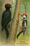 Draw a Black Woodpecker (Dryocopus martius) and a Middle Spotted Woodpecker (Dendrocopos medius) in action in their natural habitat, including their French and scientific names.