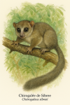 Chirogale de Sibree (Cheirogaleus sibreei) en action dans son milieu naturel, avec son nom franais et scientifique, format 1025x1536