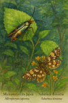 Dessine une Micropteryx du Japon (Micropteryx japonica) et une Sabatinca doroxène (Sabatinca doroxena) en action dans leur milieu naturel. L'image doit être au format 1025x1536 et inclure leurs noms en français et en latin.