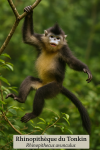 Rhinopithque de Tonkin (Rhinopithecus avunculus) en action dans son habitat naturel, format 1025x1536, avec les noms franais et scientifique visibles