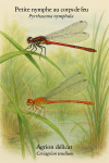 Illustration of Pyrrhosoma nymphula (Petite nymphe au corps de feu) and Ceriagrion tenellum (Agrion délicat) in action in their natural habitat, labeled with both French and scientific names, in a 1025x1536 format