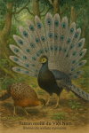 Un couple de Faisan ocell du Vietnam (Rheinardia ocellata nigrescens) en action dans son habitat naturel, format 1025x1536, avec les noms franais et scientifique visibles.