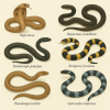 dessine moi 6 elapids (serpents) d