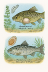 Glugea hertwigi (Glugée de Hertwig) et Pleistophora mulleri (Pléistophore de Müller) en action dans leur milieu naturel, illustrés avec leurs noms français et scientifiques, dans un format 1025x1536