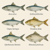 Draw six different species of clupeiformes (fish) in color on a light background, in 1024x1024 format, with only their scientific names.