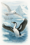 Pétrel des neiges (Pagodroma nivea) et Cormoran antarctique (Leucocarbo bransfieldensis) en action dans leur milieu glacial, format 1025x1536, avec leurs noms français et scientifiques visibles