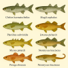 dessine moi 6 Mugiliformes (poissons) d'espces diffrentes en couleurs sur fond clair en format 1024*1024 et leurs noms scientifique seulement.