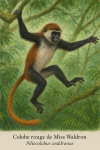 Colobe rouge de Miss Waldron (Piliocolobus waldrona) en action dans son milieu naturel, avec les noms 'Colobe rouge de Miss Waldron' et 'Piliocolobus waldrona' visibles dans l'image