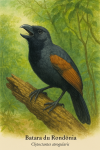 dessine un Batara du Rondonia (Clytoctantes atrogularis) en action dans son habitat naturel, avec les noms 'Batara du Rondonia' et 'Clytoctantes atrogularis' intgrs dans l'image