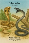 dessine moi un(e) Naja naja – Le cobra indien et un(e) Dendroaspis polylepis – Le mamba noir en action dans leur milieu naturel dans un format de 1025*1536 avec leurs noms Français et scientifique